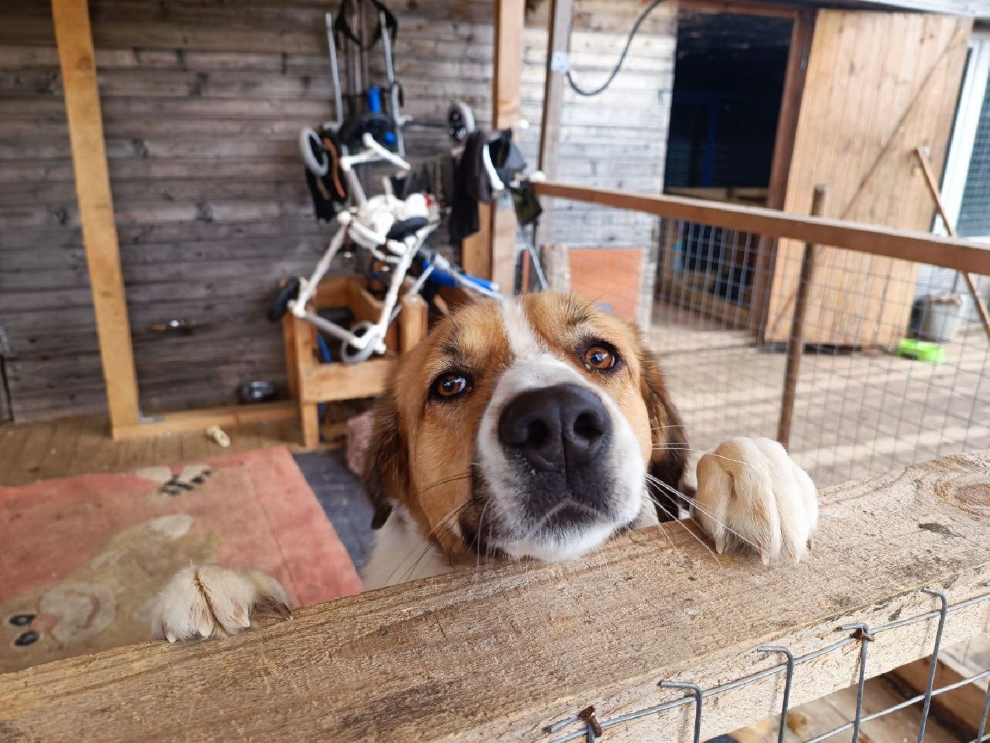 Можайск, Можайский го, Подмосковье, приют для животных, благотворительность, бездомные животные