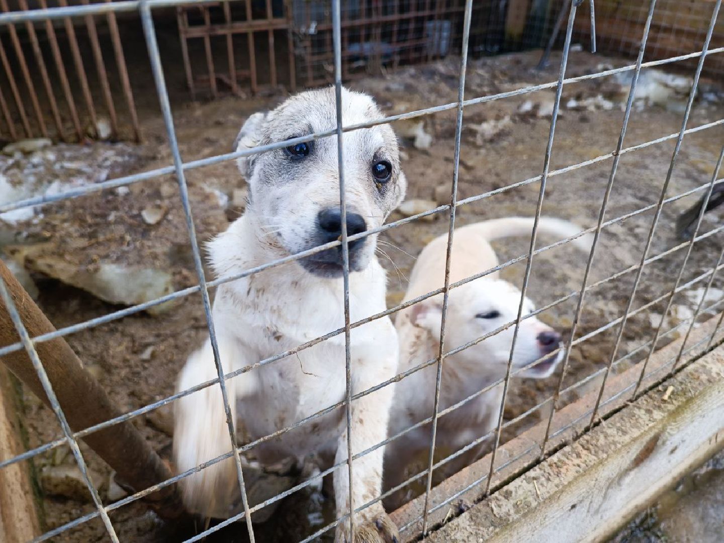 Можайск, Можайский го, Подмосковье, приют для животных, благотворительность, бездомные животные