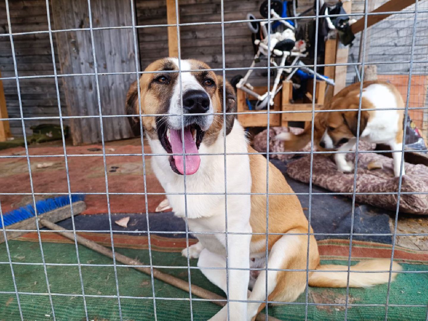 Можайск, Можайский го, Подмосковье, приют для животных, благотворительность, бездомные животные