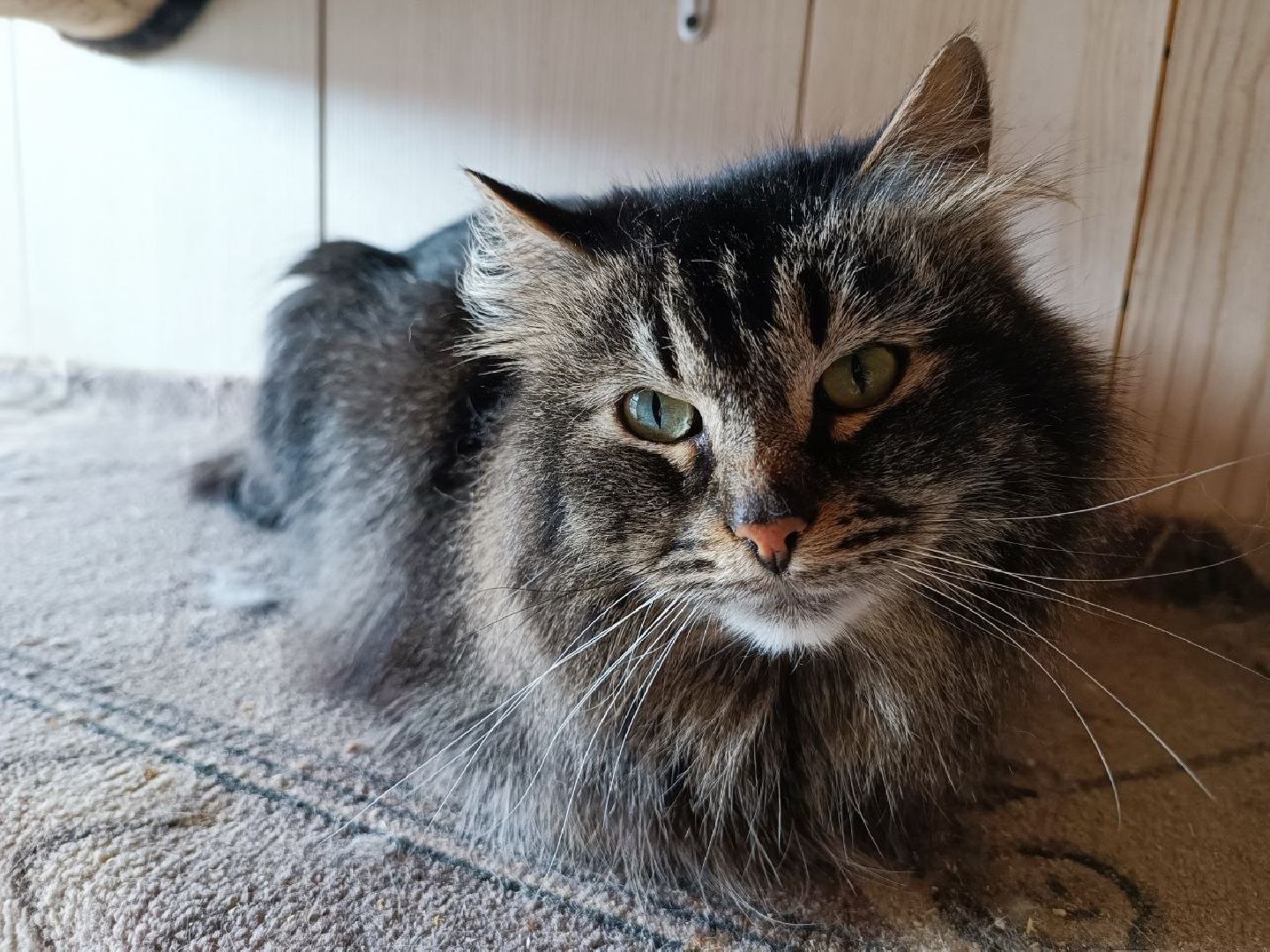 Можайск, Можайский го, Подмосковье, приют для животных, благотворительность, бездомные животные