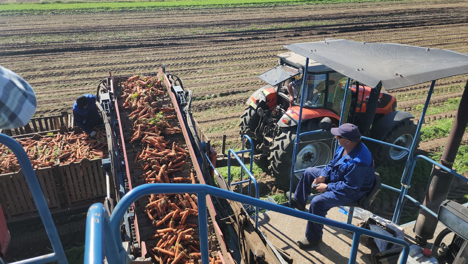 серпухов, ао дашковка, уборка урожая, морковь, пойма оки,