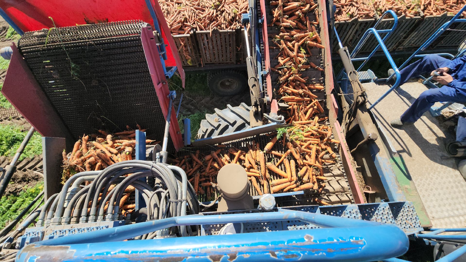 серпухов, ао дашковка, уборка урожая, морковь, пойма оки,