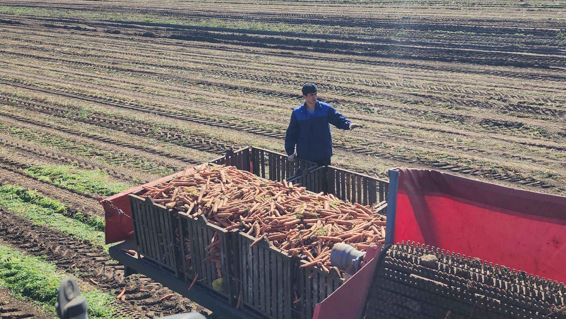 серпухов, ао дашковка, уборка урожая, морковь, пойма оки,