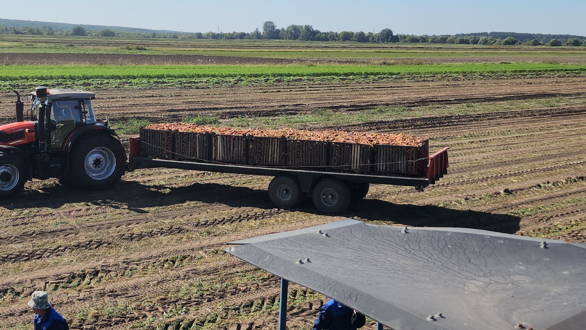 серпухов, ао дашковка, уборка урожая, морковь, пойма оки,