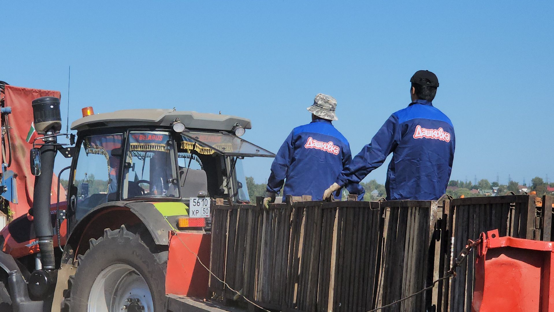 серпухов, ао дашковка, уборка урожая, морковь, пойма оки,