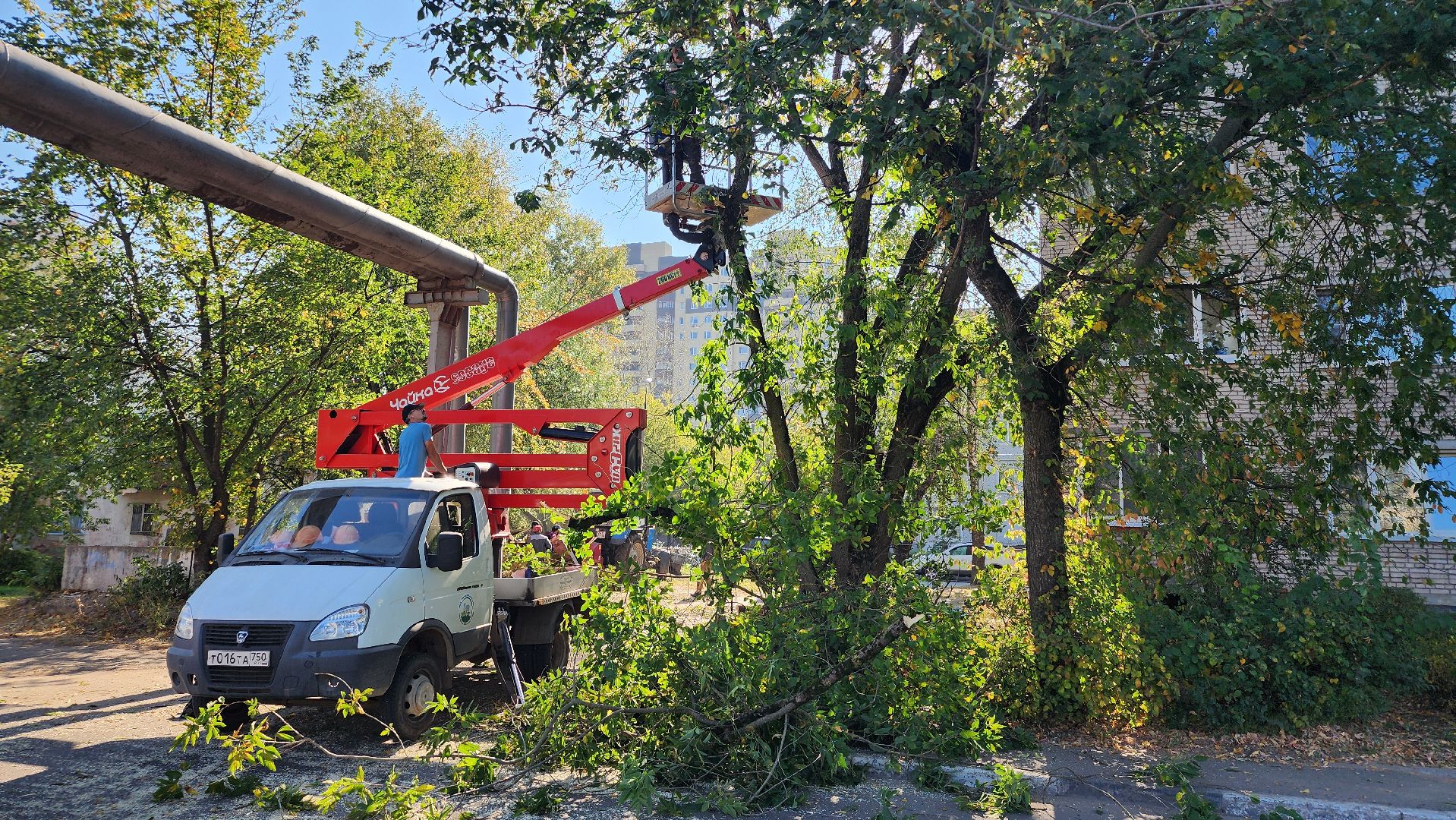 санитарная обрезка деревьев, коммунальные службы, порубочный билет, Старая Купавна, Богородский городской округ,