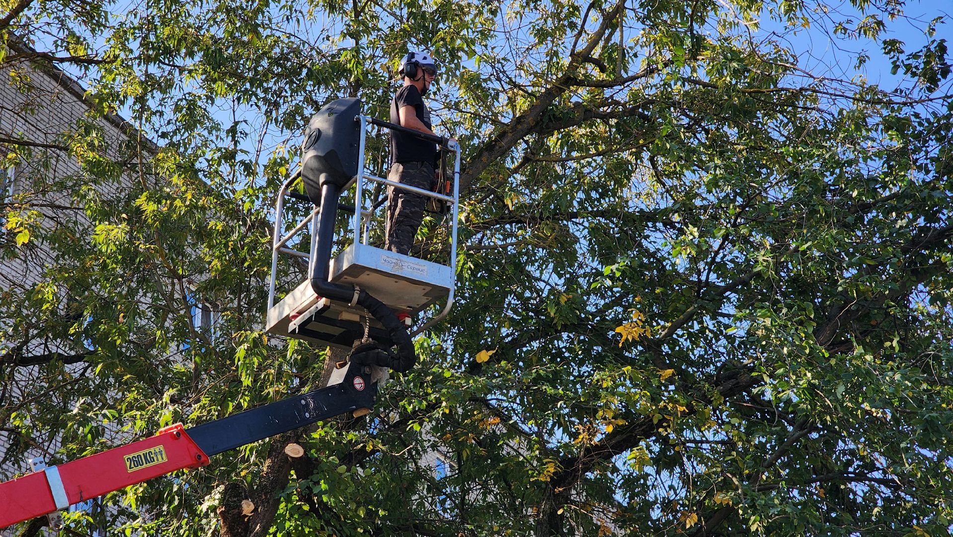санитарная обрезка деревьев, коммунальные службы, порубочный билет, Старая Купавна, Богородский городской округ,