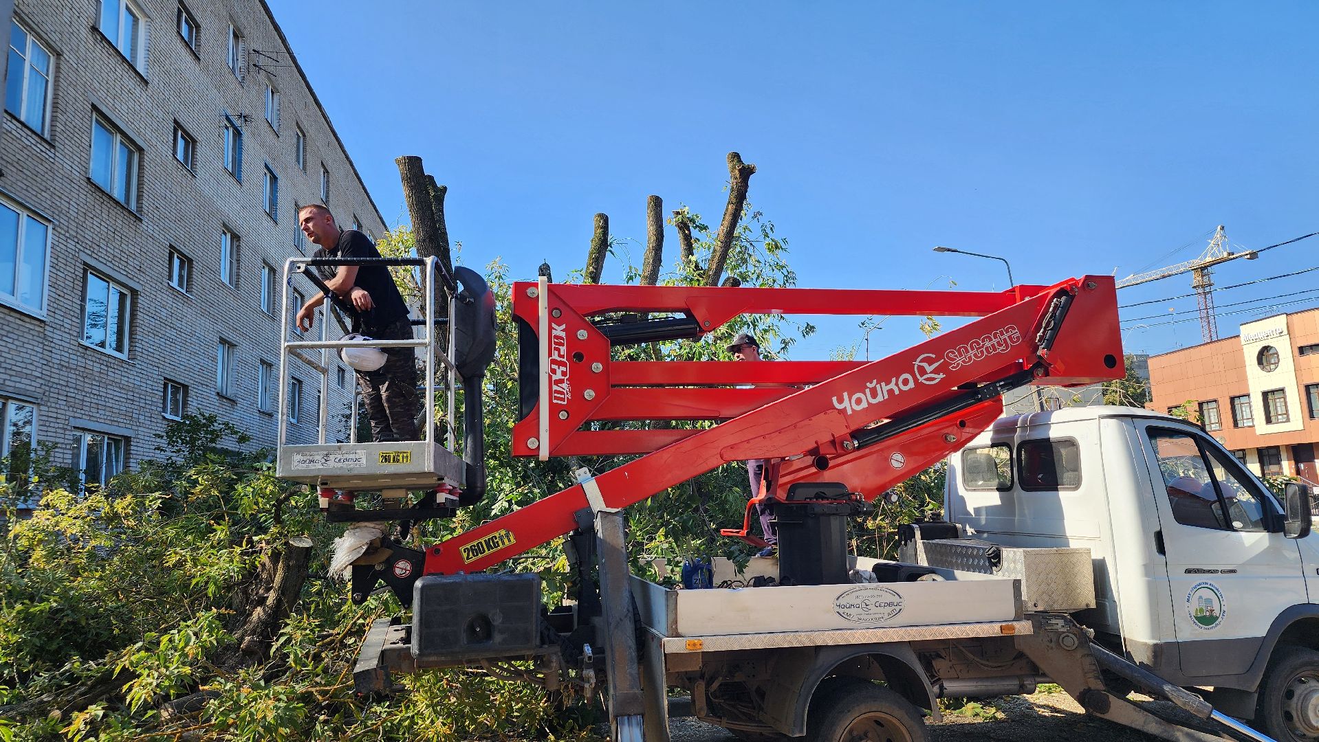 санитарная обрезка деревьев, коммунальные службы, порубочный билет, Старая Купавна, Богородский городской округ,