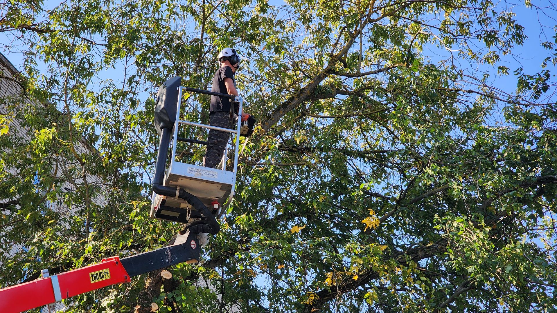санитарная обрезка деревьев, коммунальные службы, порубочный билет, Старая Купавна, Богородский городской округ,