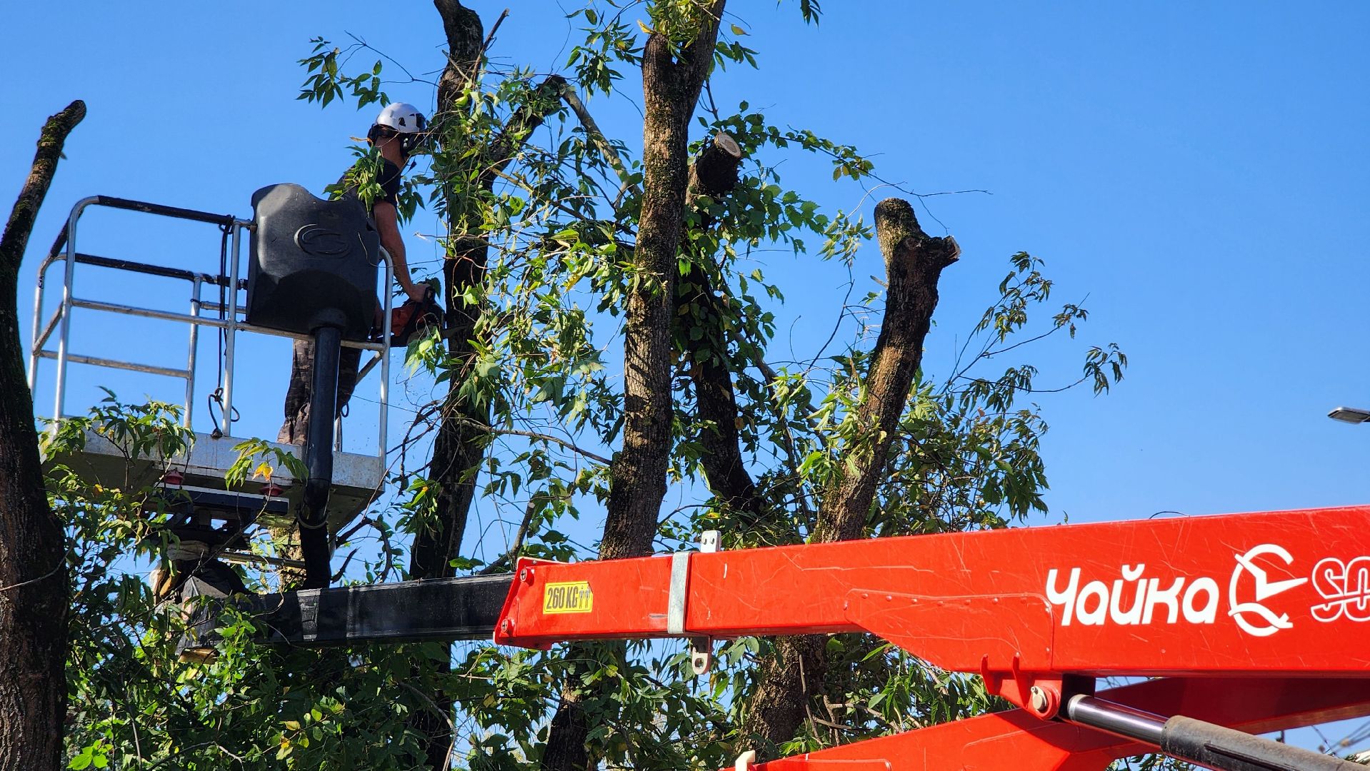 санитарная обрезка деревьев, коммунальные службы, порубочный билет, Старая Купавна, Богородский городской округ,