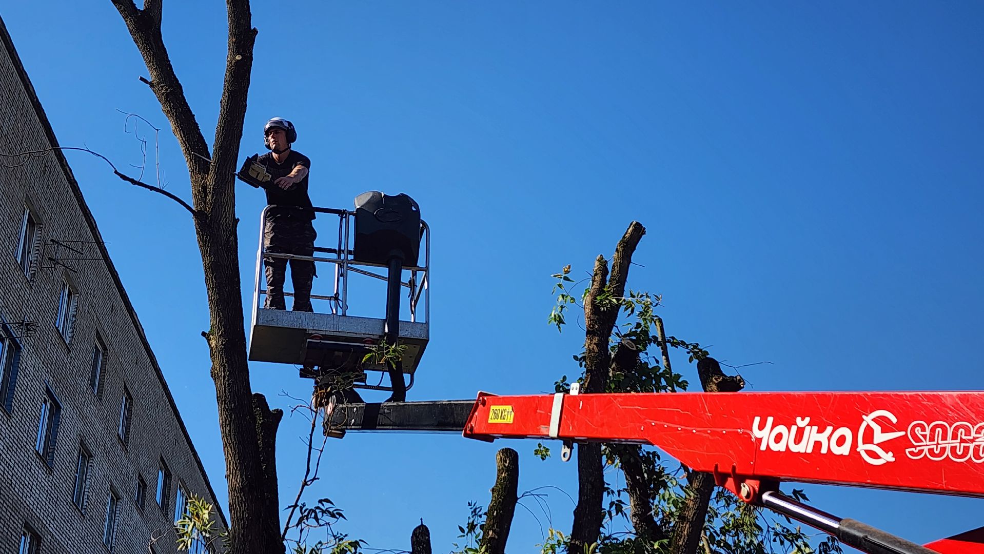 санитарная обрезка деревьев, коммунальные службы, порубочный билет, Старая Купавна, Богородский городской округ,