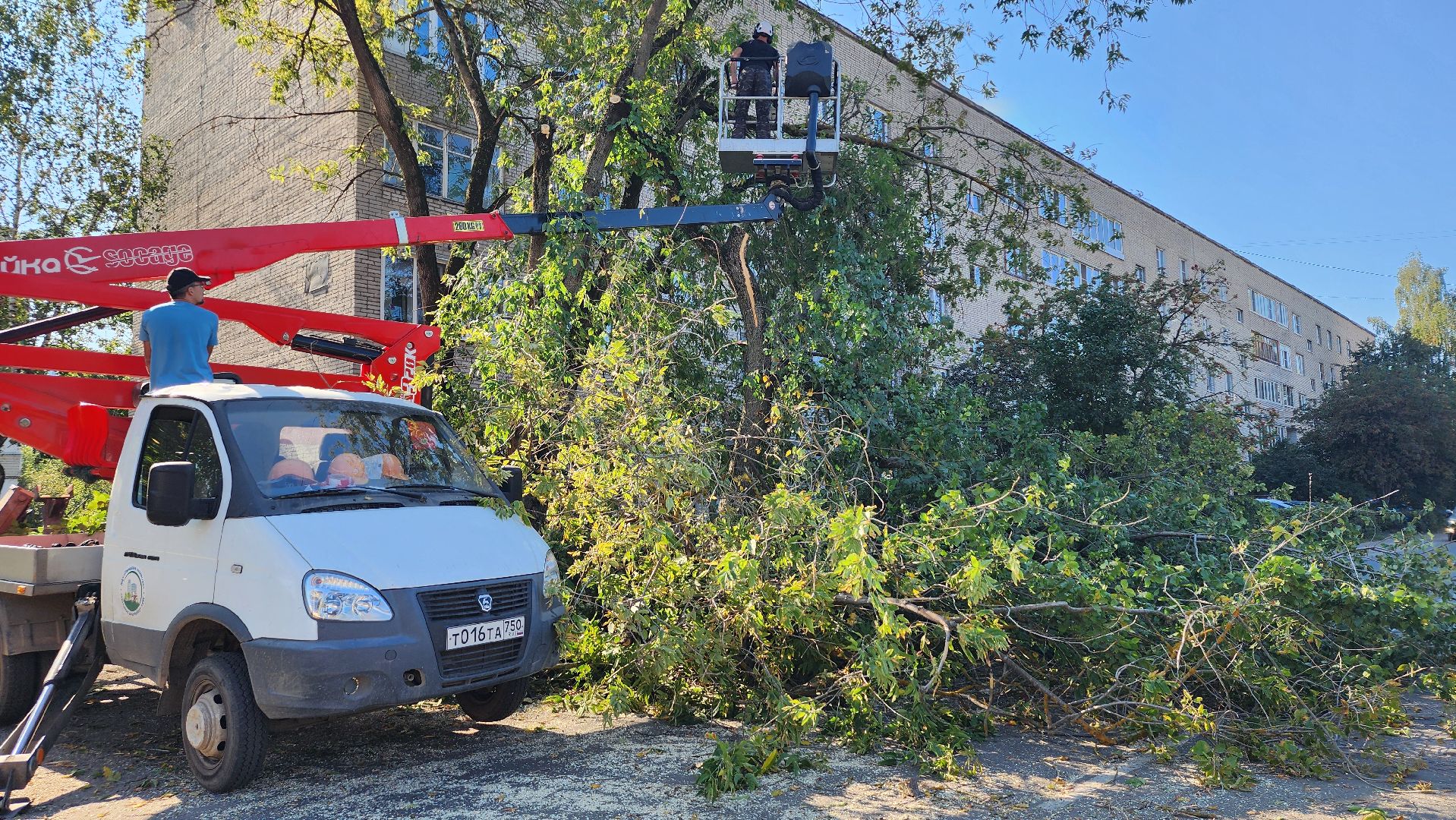 санитарная обрезка деревьев, коммунальные службы, порубочный билет, Старая Купавна, Богородский городской округ,