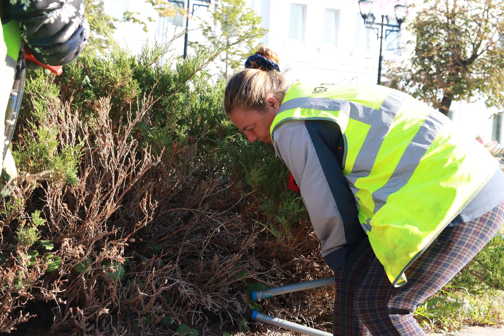 озеленение, цветочные клумбы, скверы,