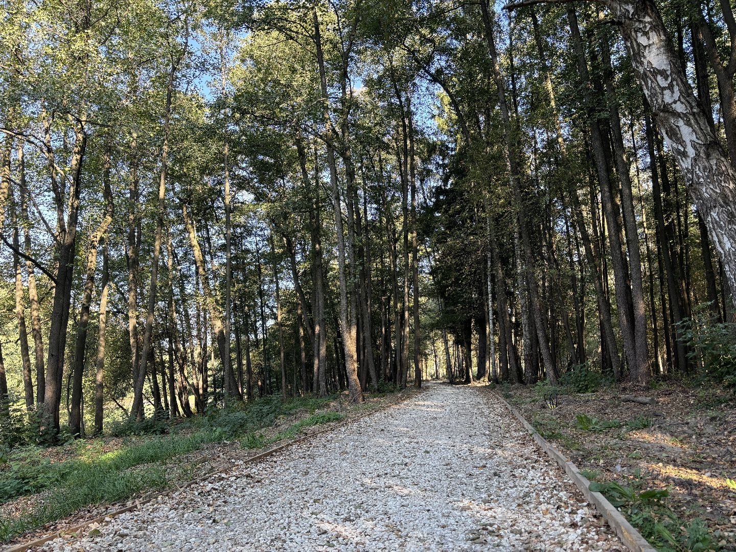 благоустройсво, кучинский лесопарк,