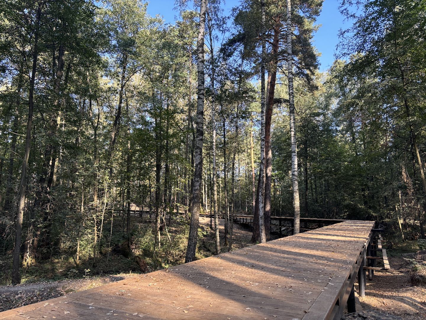 благоустройсво, кучинский лесопарк,