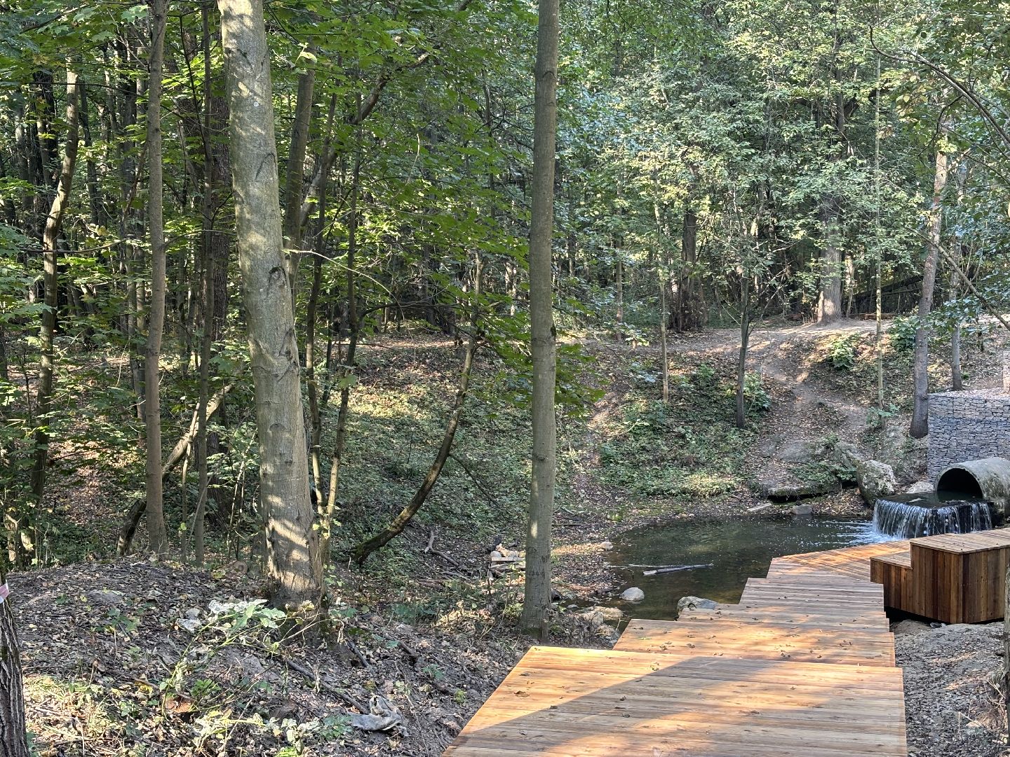 благоустройсво, кучинский лесопарк,