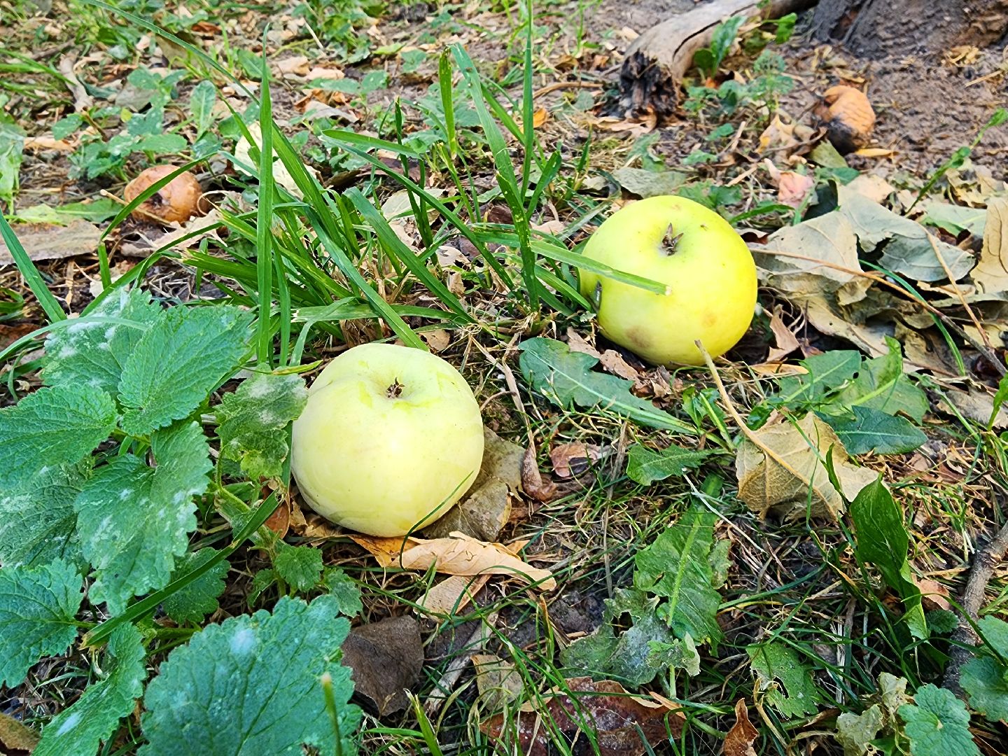 Сдай яблоки и бахчевые на переработку, Акция по утилизации излишков урожая, Сдай яблоки в Ленинском, минсельхоз,