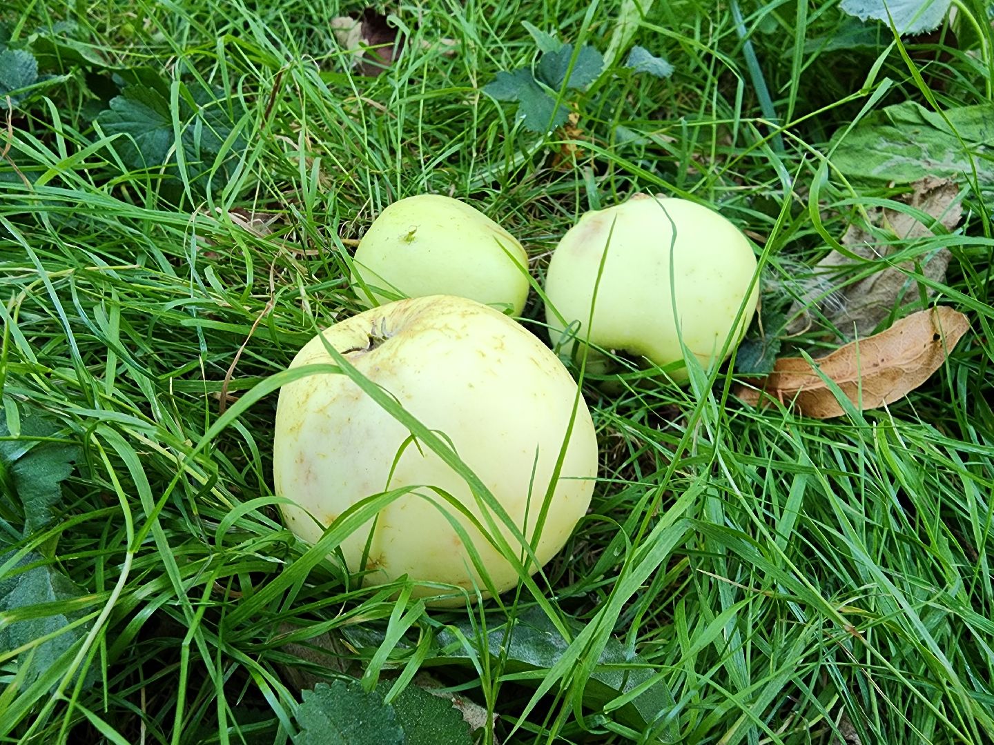 Сдай яблоки и бахчевые на переработку, Акция по утилизации излишков урожая, Сдай яблоки в Ленинском, минсельхоз,