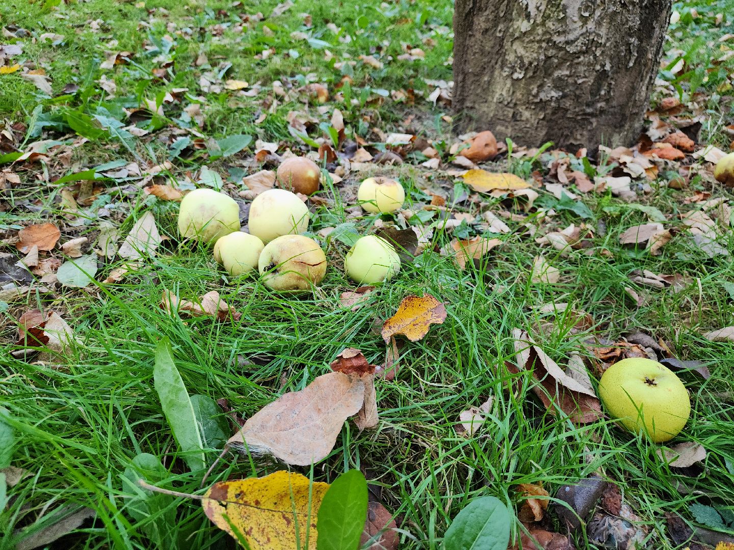 Сдай яблоки и бахчевые на переработку, Акция по утилизации излишков урожая, Сдай яблоки в Ленинском, минсельхоз,