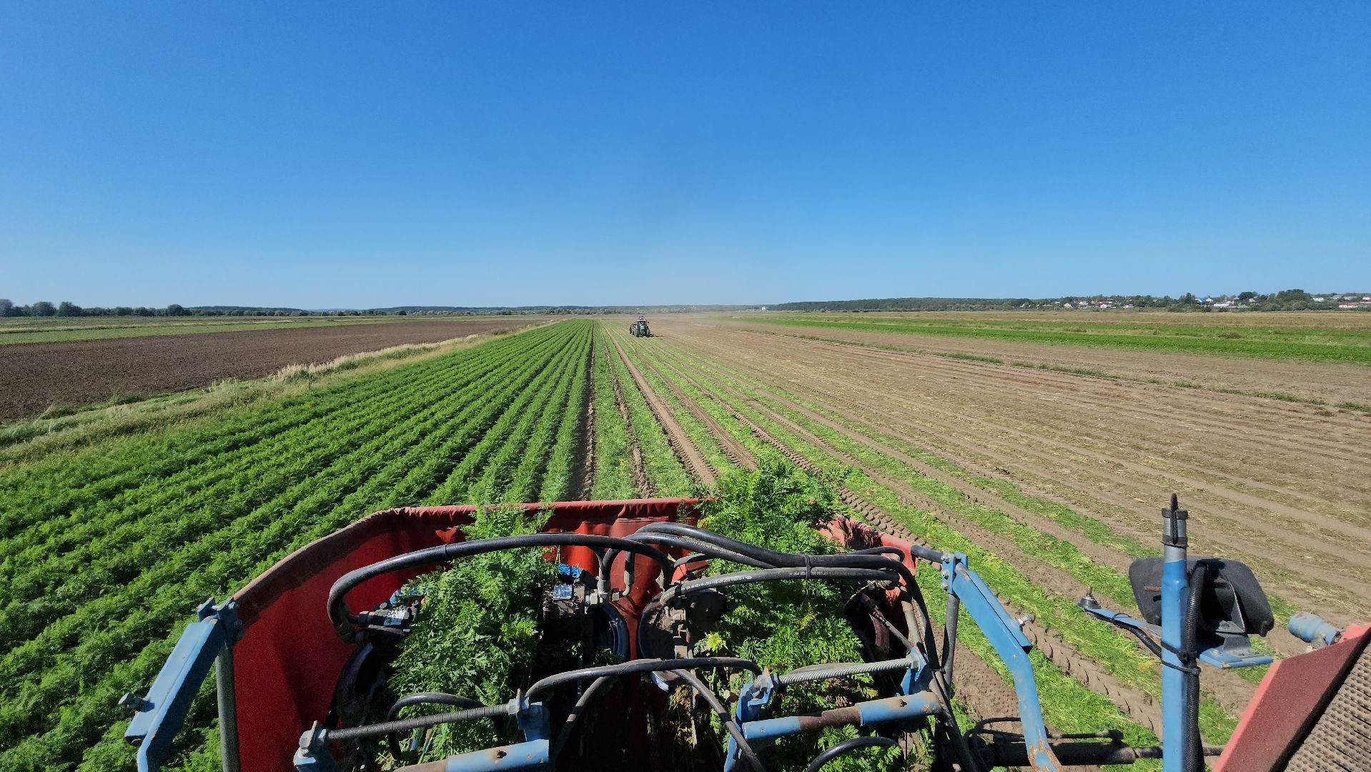 серпухов, ао дашковка, сельское хозяйство, уборка овощей, сбор урожая,