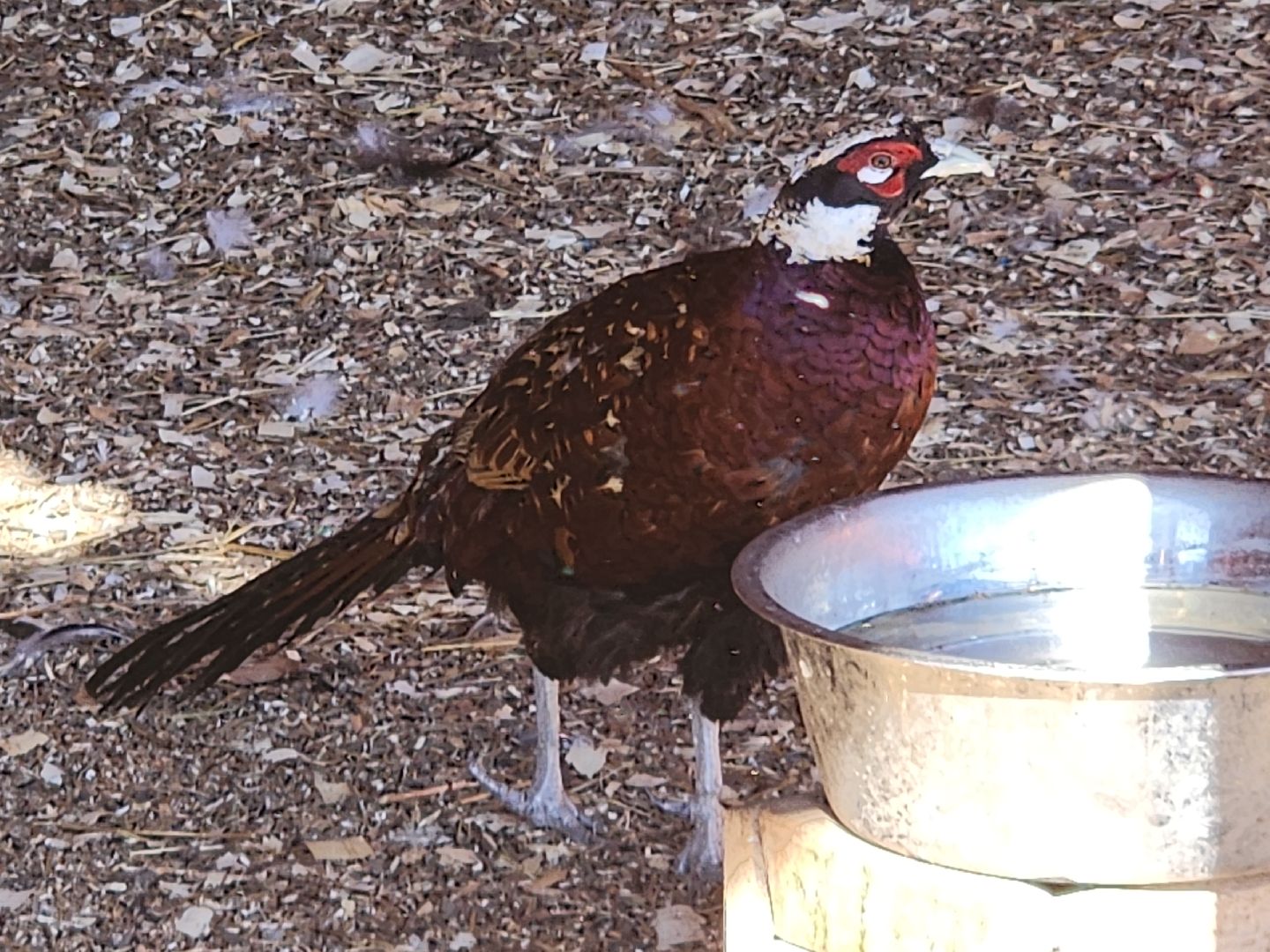 серпухов, подмосковье, русский страус, животные, туризм,