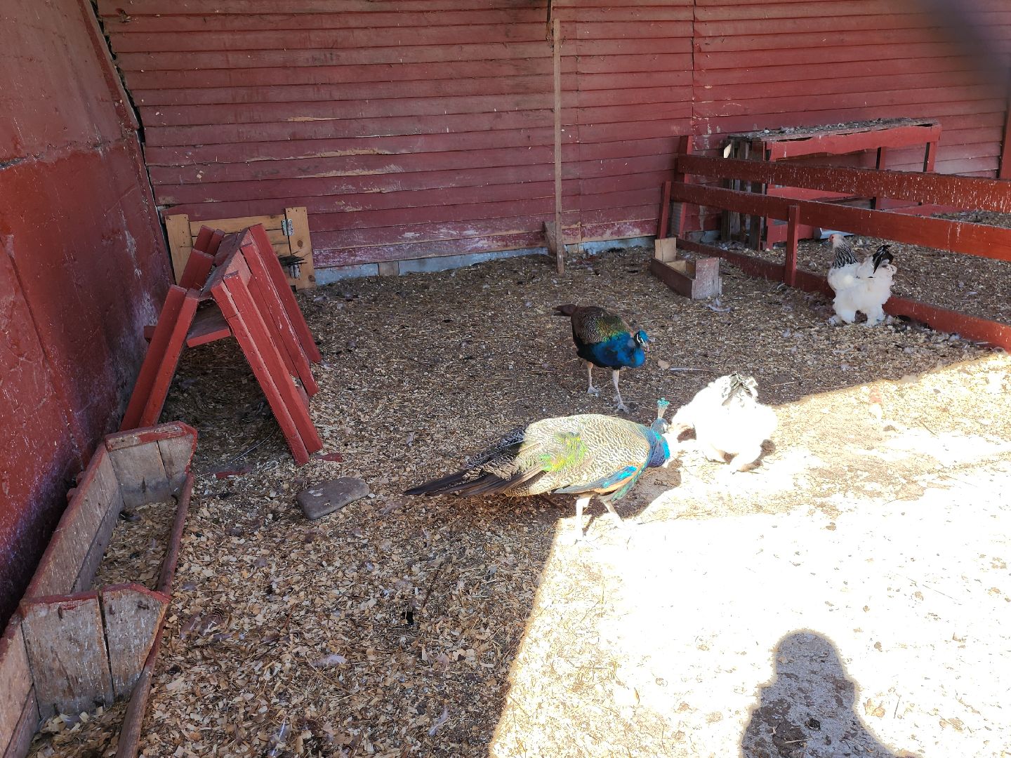 серпухов, подмосковье, русский страус, животные, туризм,