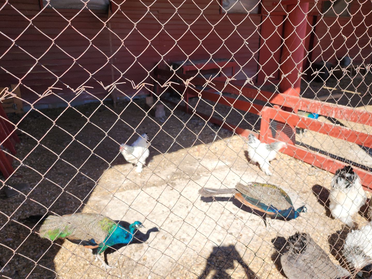 серпухов, подмосковье, русский страус, животные, туризм,