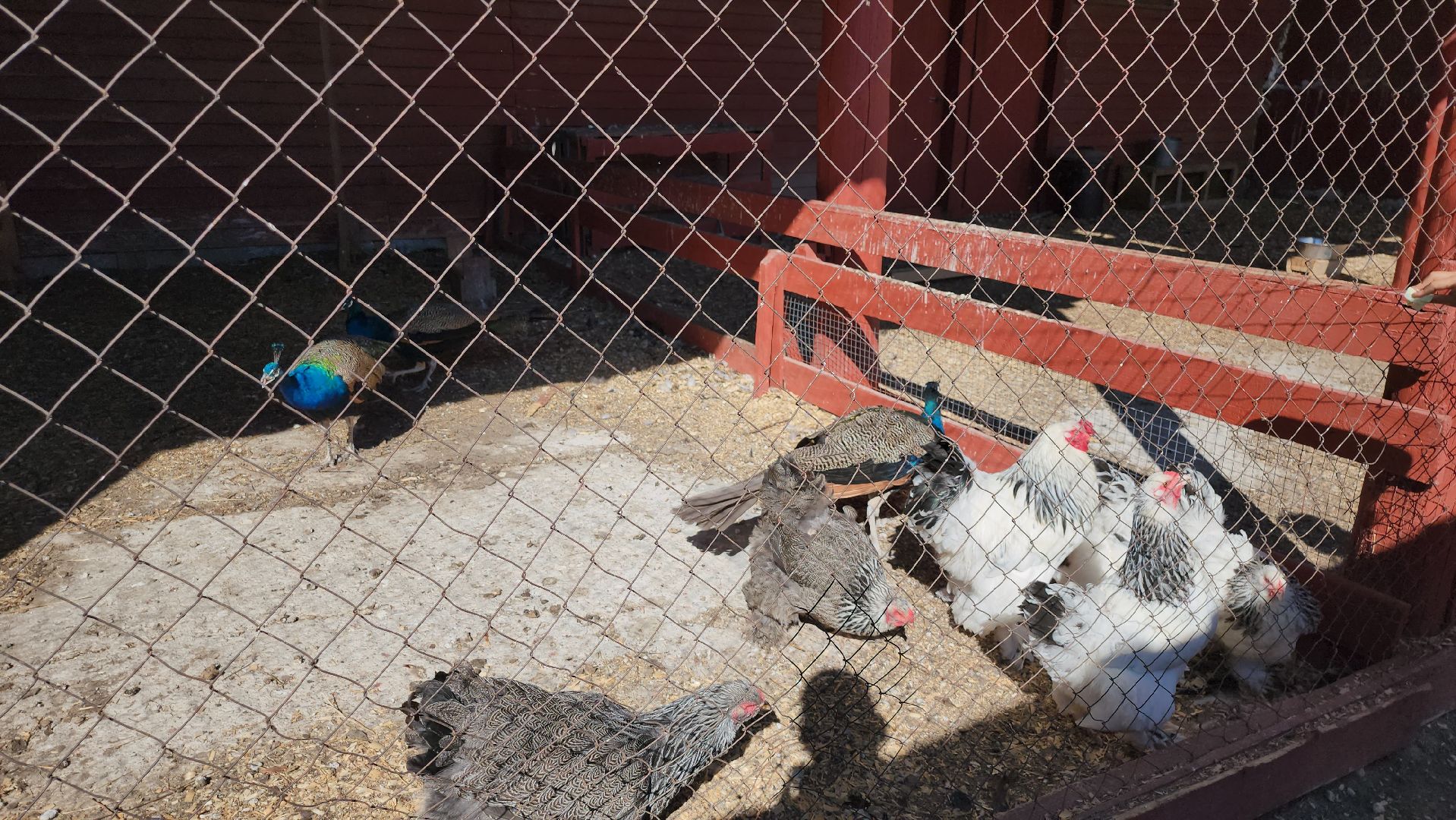 серпухов, подмосковье, русский страус, животные, туризм,