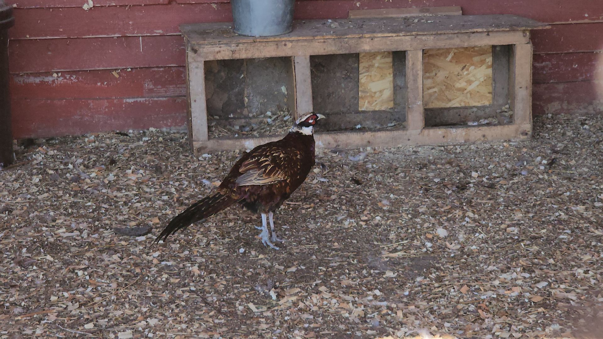 серпухов, подмосковье, русский страус, животные, туризм,