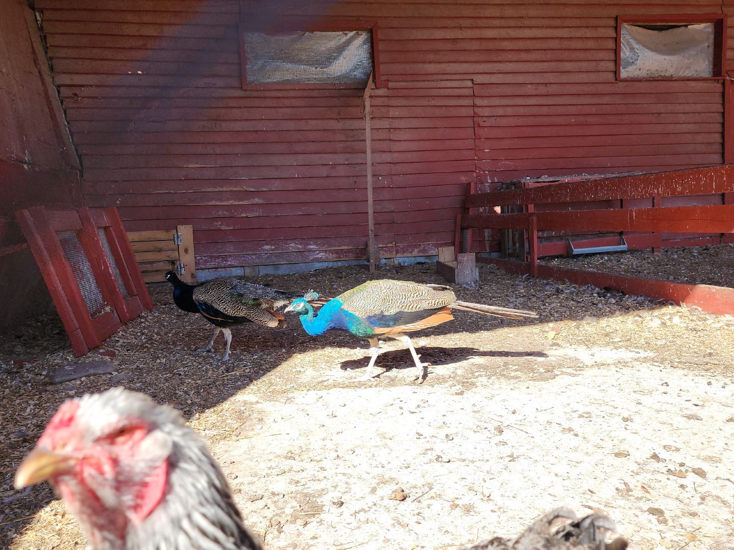 серпухов, подмосковье, русский страус, животные, туризм,