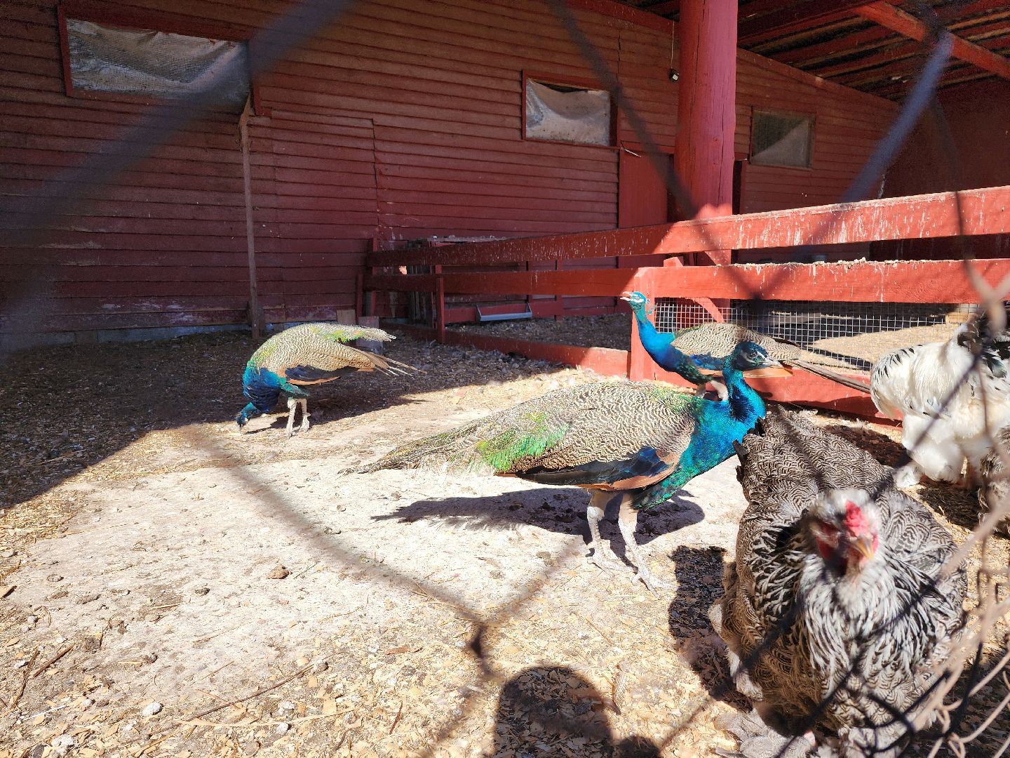 серпухов, подмосковье, русский страус, животные, туризм,