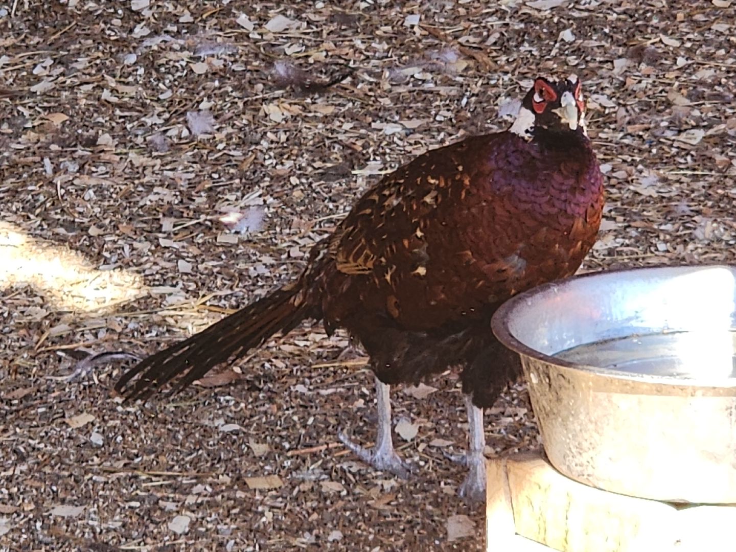 серпухов, подмосковье, русский страус, животные, туризм,