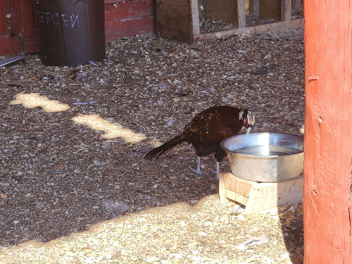 серпухов, подмосковье, русский страус, животные, туризм,