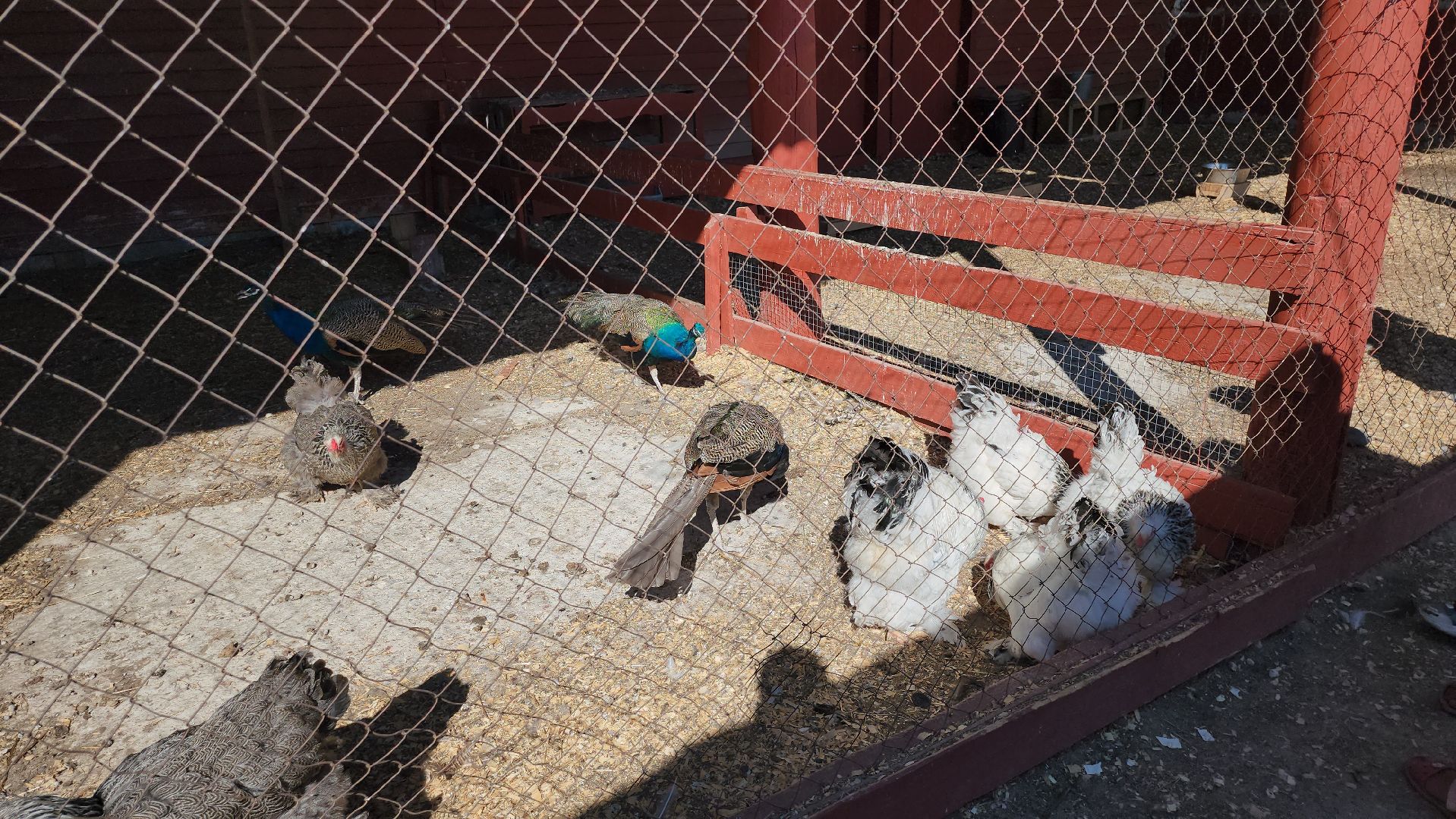 серпухов, подмосковье, русский страус, животные, туризм,