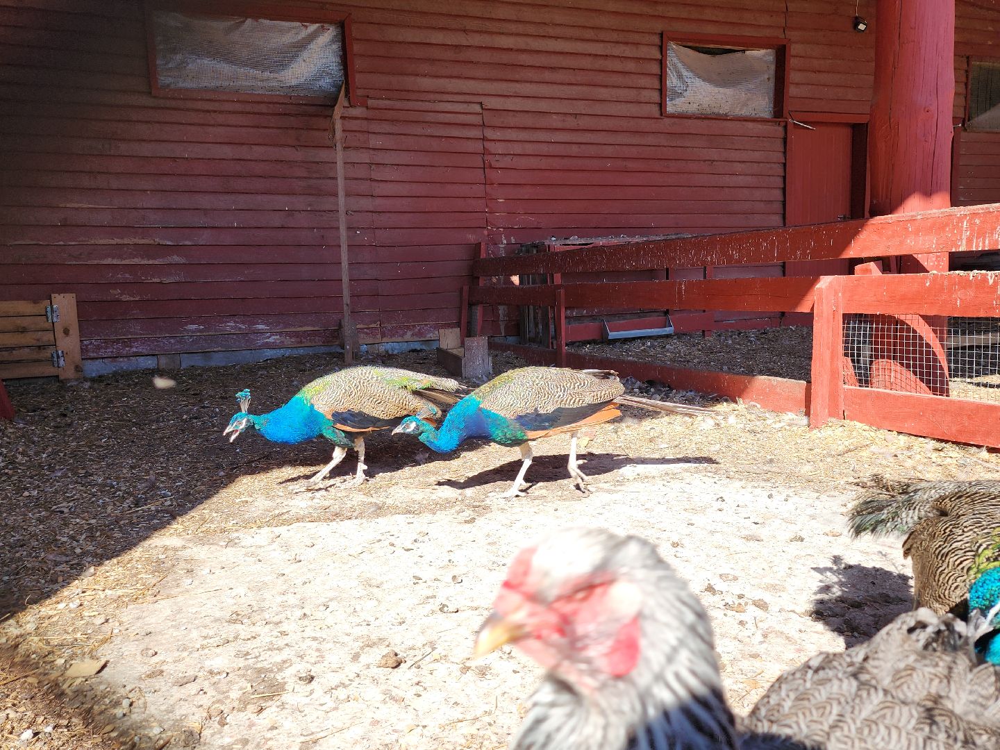 серпухов, подмосковье, русский страус, животные, туризм,