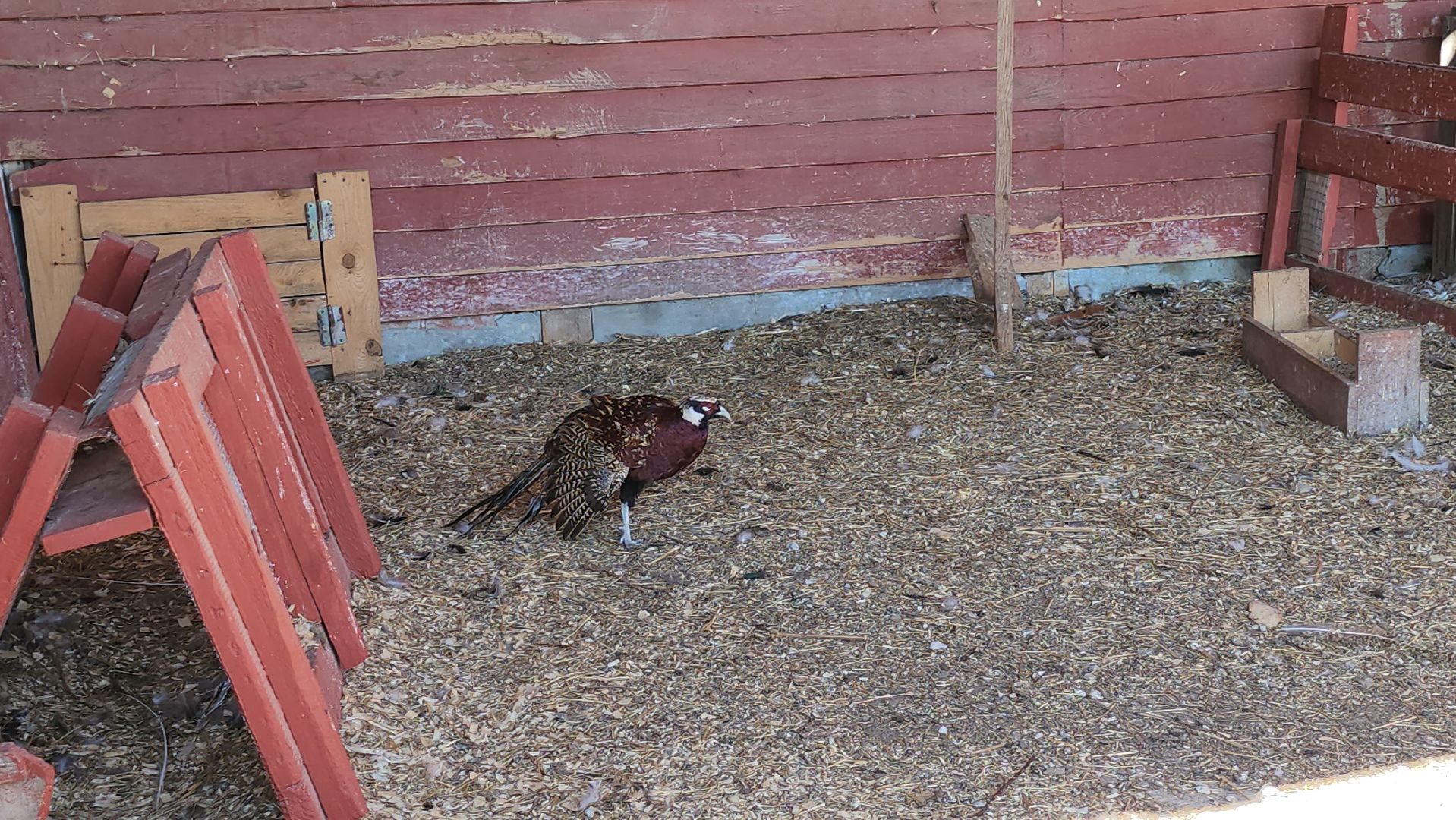 серпухов, подмосковье, русский страус, животные, туризм,