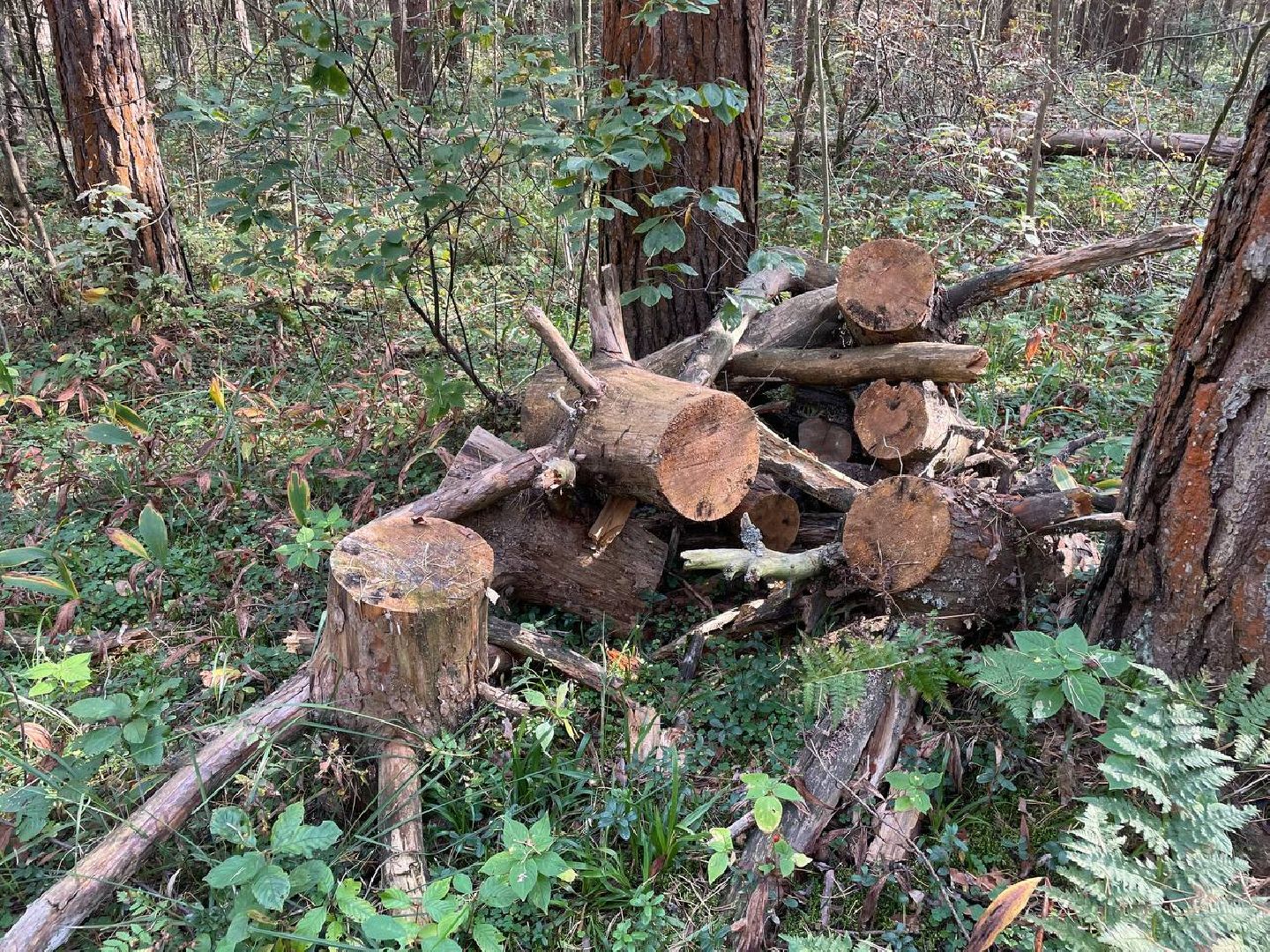 Дмитров, Акция День в лесу, Орудьевское школьное лесничество,