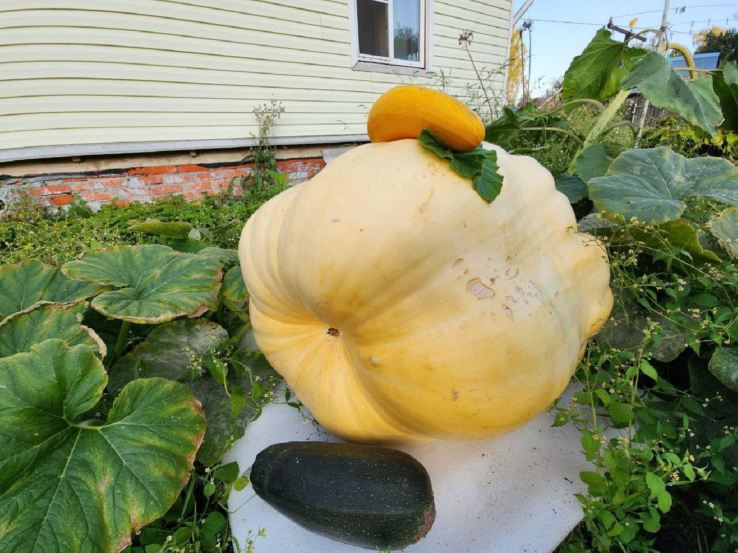 можайск, можайский городской округ, подмосковье, овощи-гиганты, урожай, урожай 2024, помощь, акция, доброе дело, губернатор, благотворительность, сельское хозяйство,