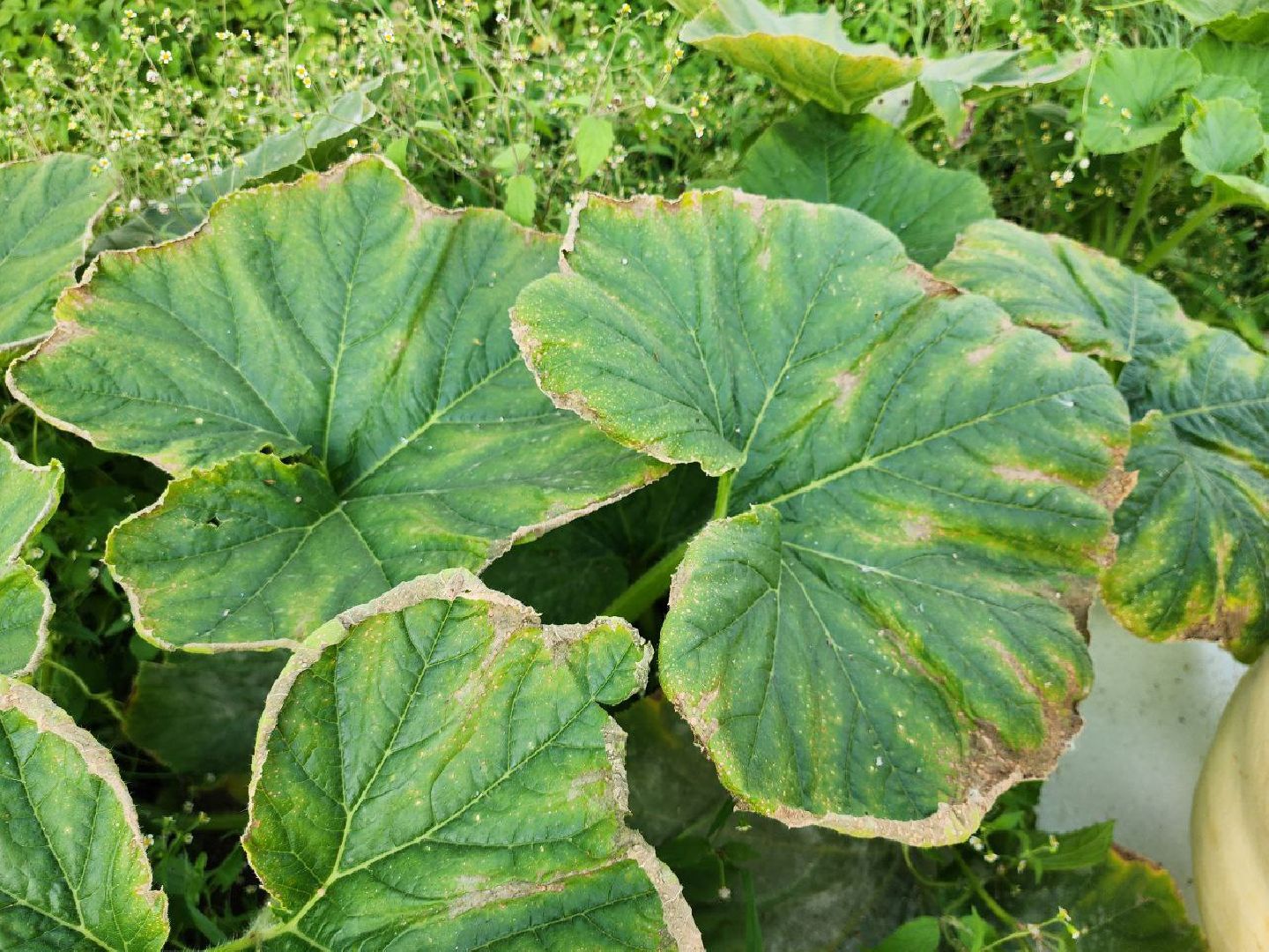 можайск, можайский городской округ, подмосковье, овощи-гиганты, урожай, урожай 2024, помощь, акция, доброе дело, губернатор, благотворительность, сельское хозяйство,