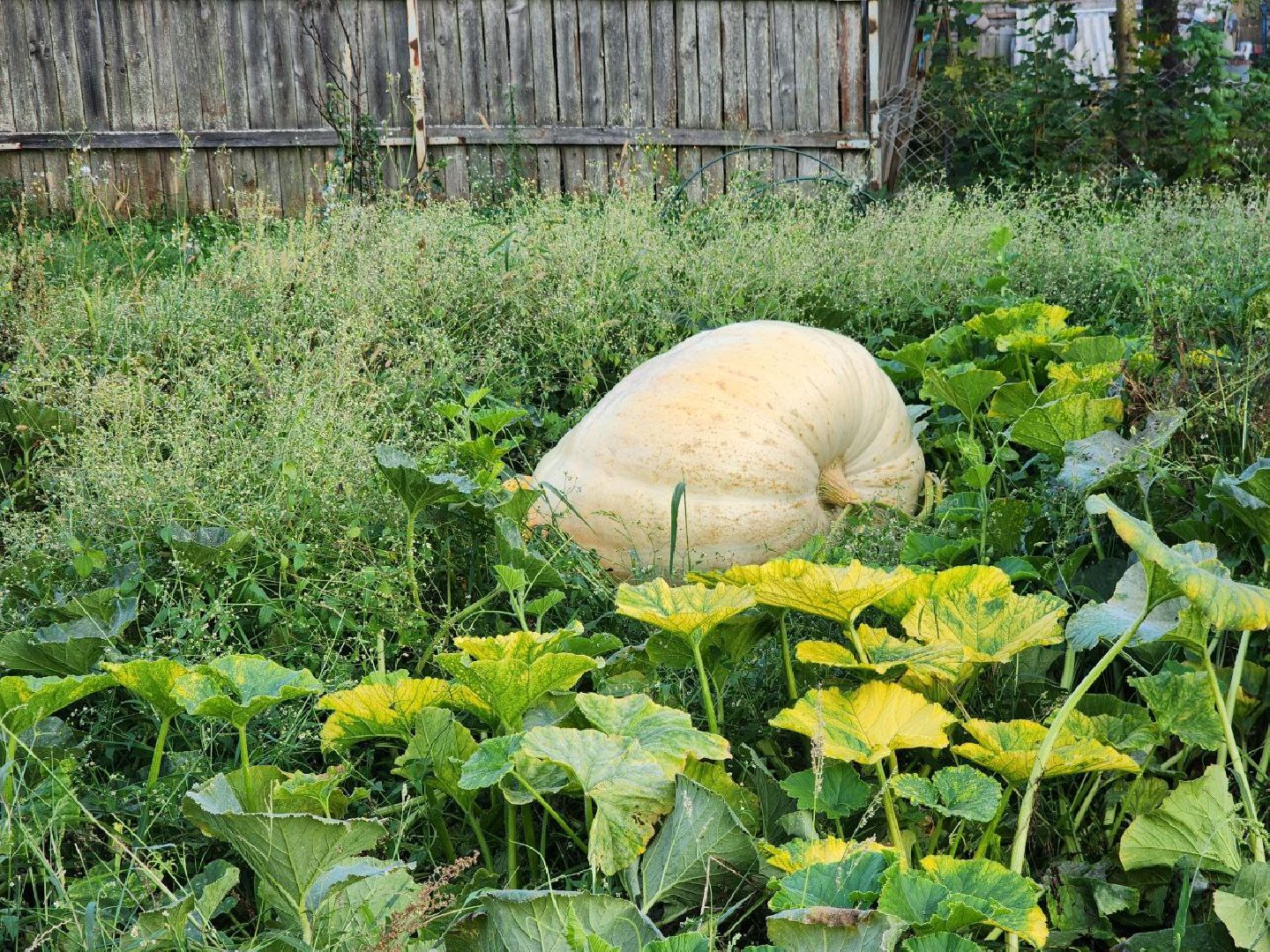 можайск, можайский городской округ, подмосковье, овощи-гиганты, урожай, урожай 2024, помощь, акция, доброе дело, губернатор, благотворительность, сельское хозяйство,