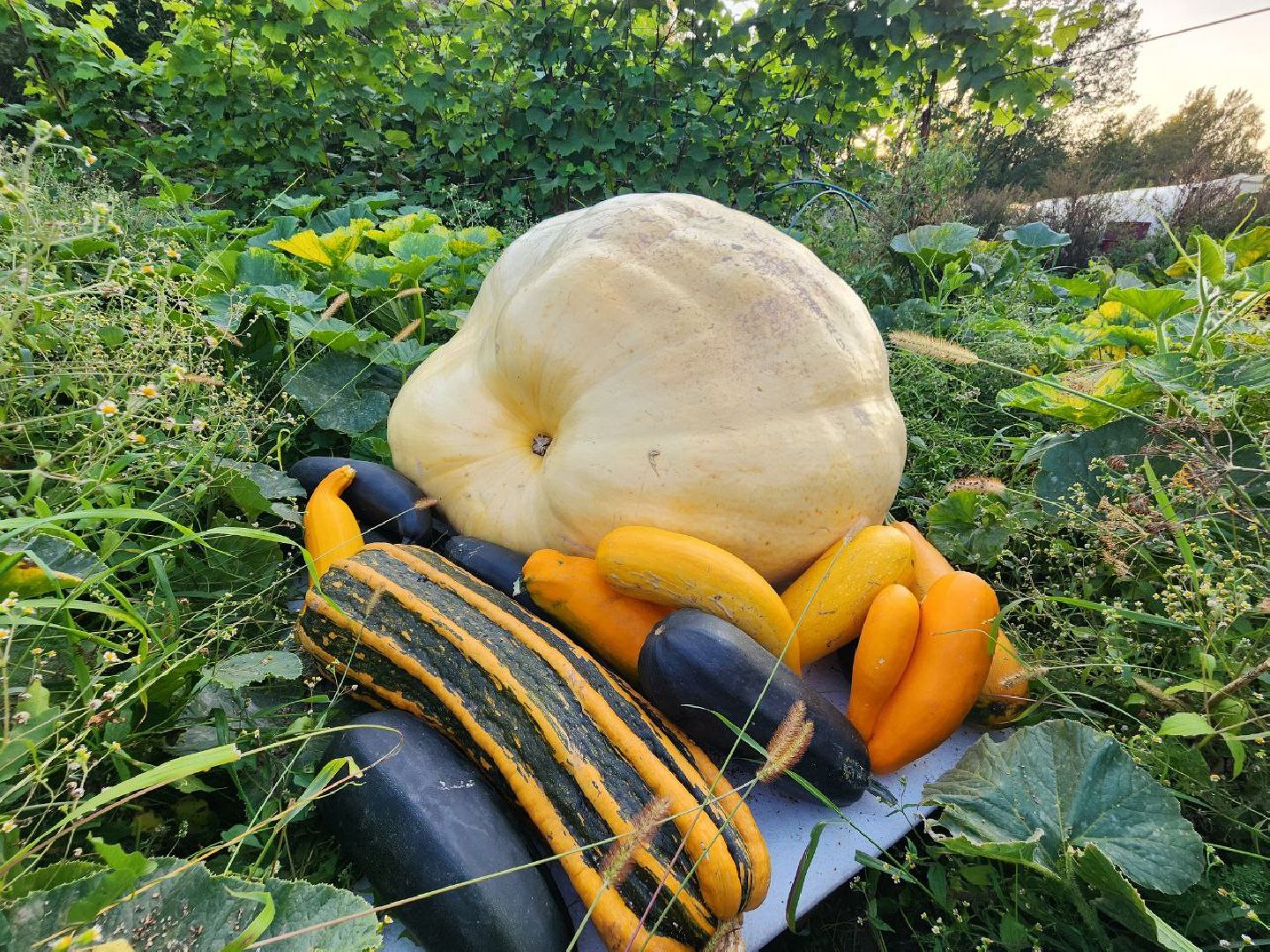 можайск, можайский городской округ, подмосковье, овощи-гиганты, урожай, урожай 2024, помощь, акция, доброе дело, губернатор, благотворительность, сельское хозяйство,