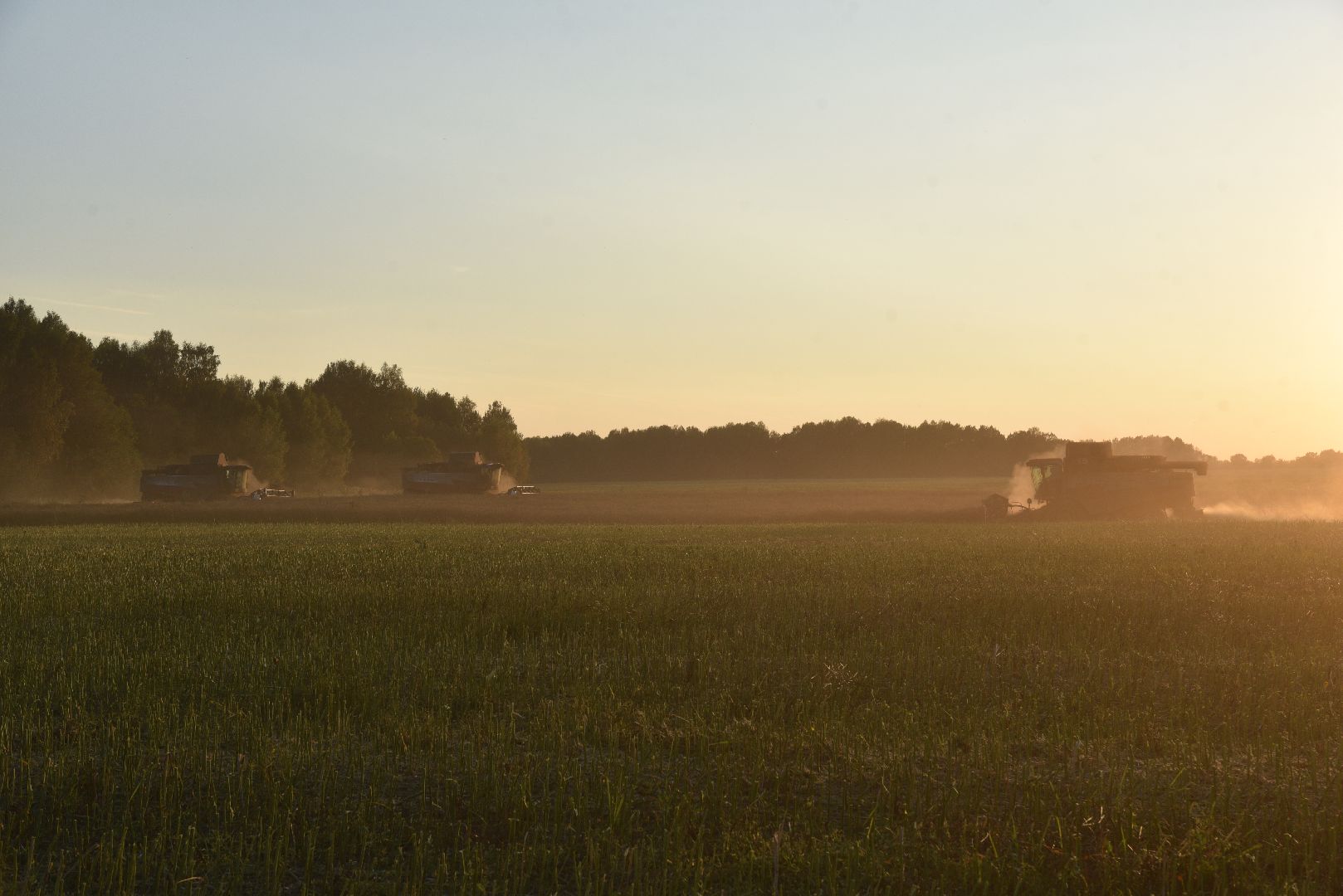 лотошино, урожай 2024, сельское хозяйство,