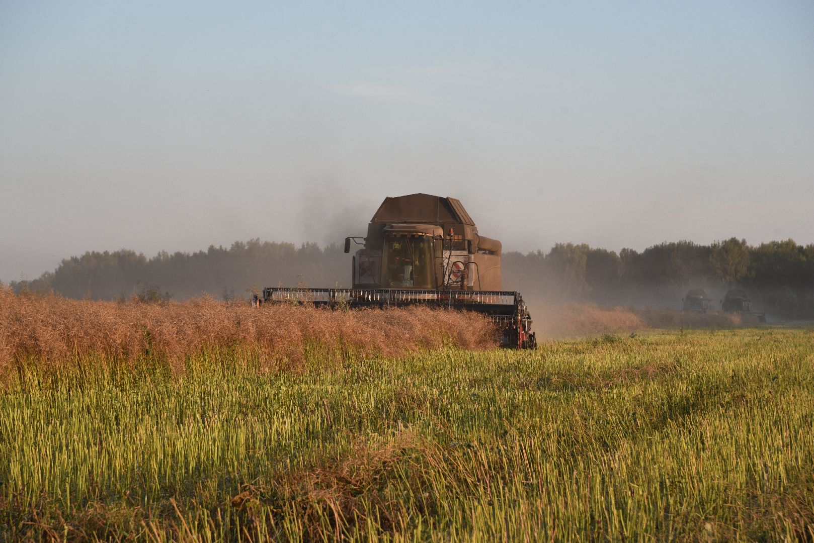 лотошино, урожай 2024, сельское хозяйство,