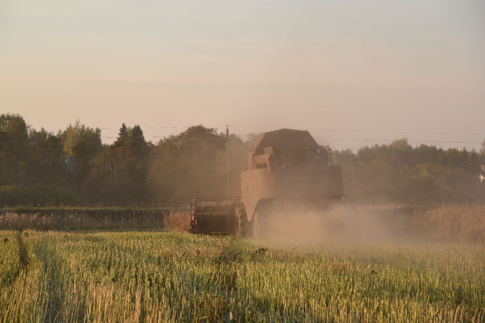 лотошино, урожай 2024, сельское хозяйство,