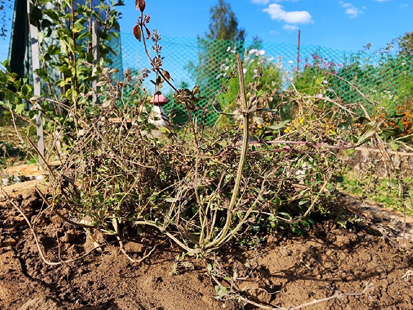 можайск, можайский городской округ, подмосковье, дети, Тропарвское участковое лесничество, Бородинский филиал ГКУ МО Мособллес, Аптекарский огород, друзья леса, лесные спасатели, юные натуралисты, Юные можайские лесничие,