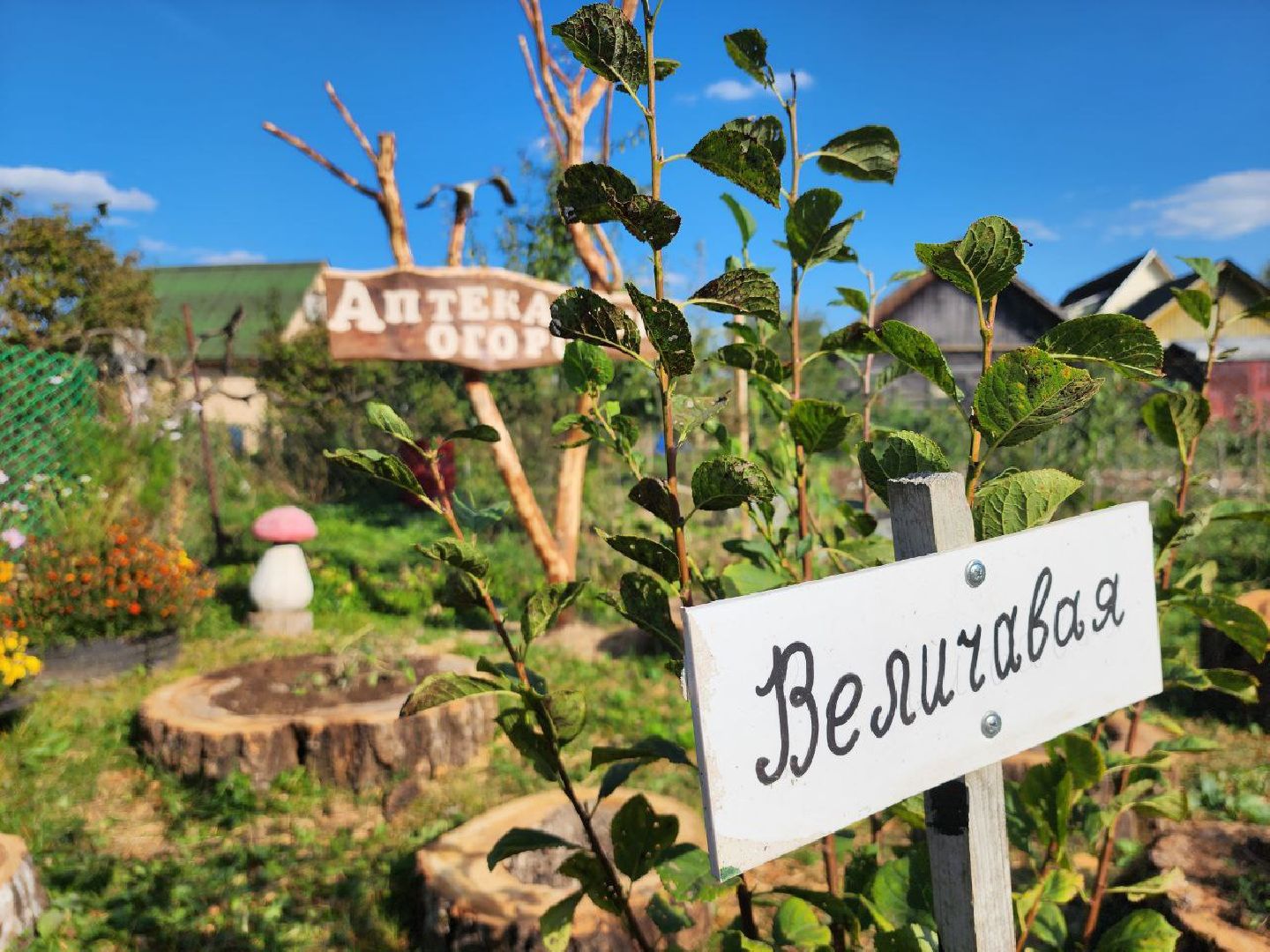 можайск, можайский городской округ, подмосковье, дети, Тропарвское участковое лесничество, Бородинский филиал ГКУ МО Мособллес, Аптекарский огород, друзья леса, лесные спасатели, юные натуралисты, Юные можайские лесничие,