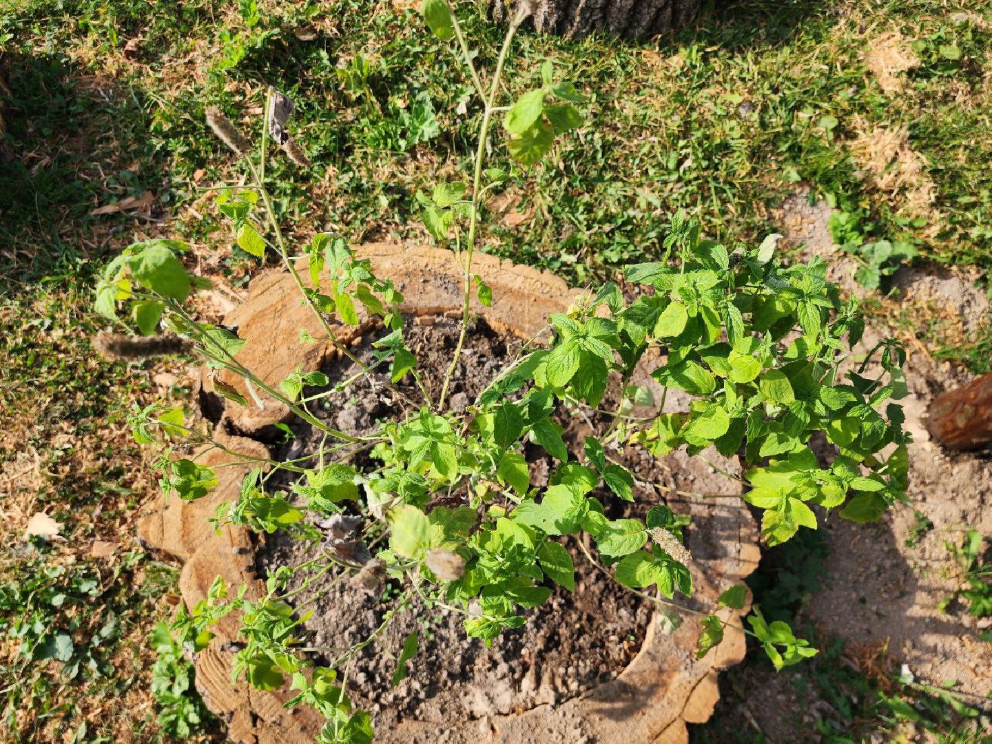 можайск, можайский городской округ, подмосковье, дети, Тропарвское участковое лесничество, Бородинский филиал ГКУ МО Мособллес, Аптекарский огород, друзья леса, лесные спасатели, юные натуралисты, Юные можайские лесничие,