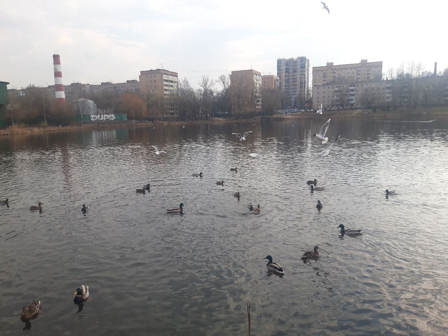 озеро, дети, пенсионеры,