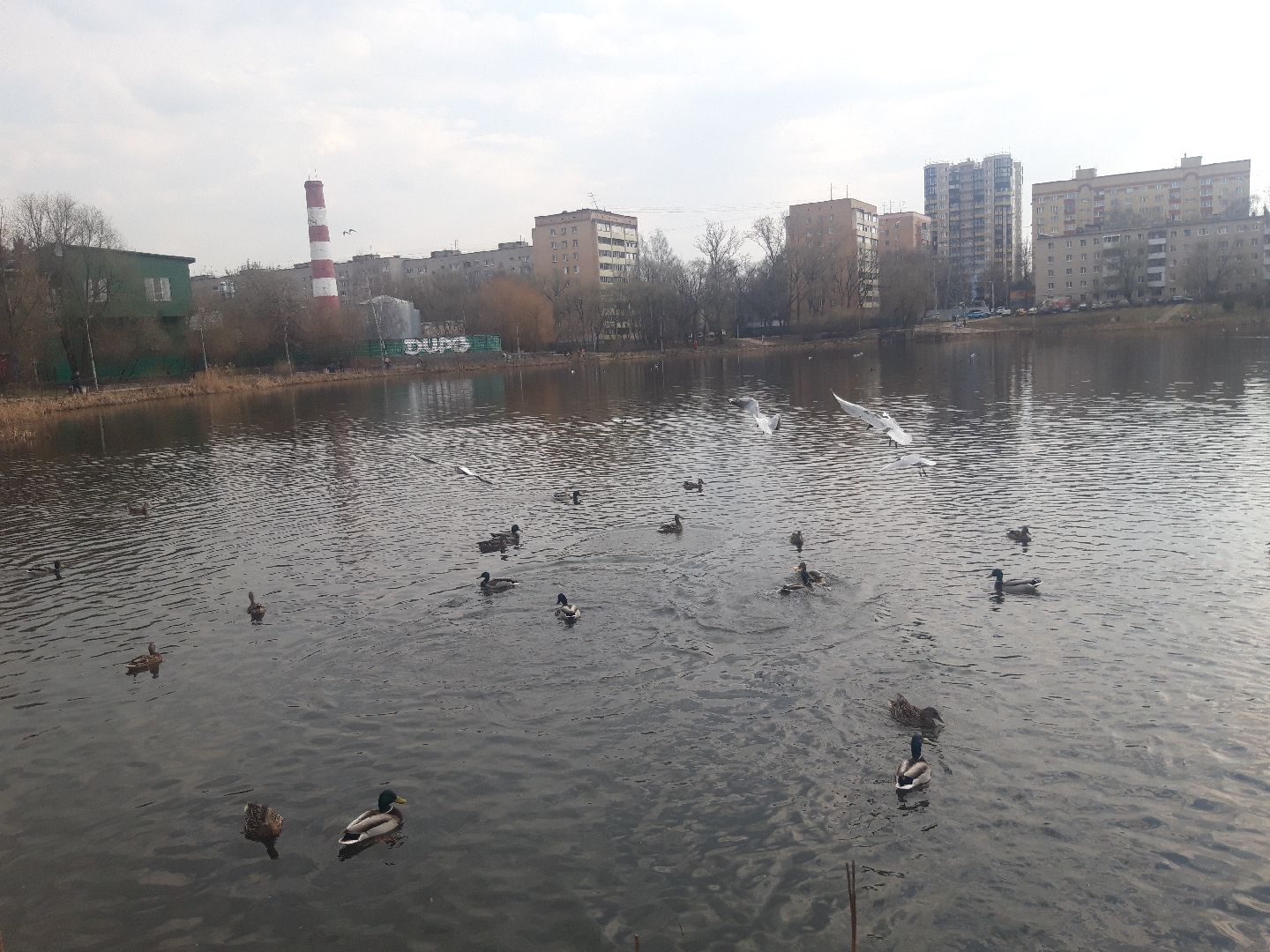 озеро, дети, пенсионеры,