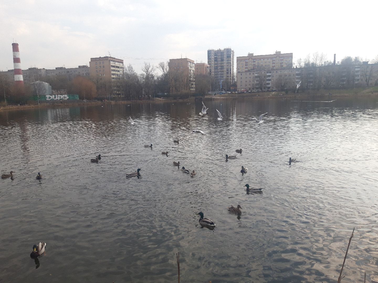 озеро, дети, пенсионеры,